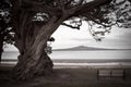 Lone tree ,bench and Volcano Royalty Free Stock Photo