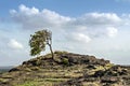 A lone tree bent due high velocity winds on a hill at Dhvalagad fort