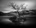 Lone Tree in black and white, Rydal Water, Lake District, Cumbria