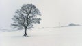 Lone tree in Blizzard Royalty Free Stock Photo