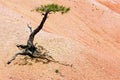 Lone Tree in Bryce Canyon Royalty Free Stock Photo