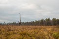 A lone tree burned by lightning in a swamp. Royalty Free Stock Photo