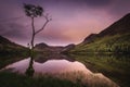 The lone tree on Buttermere lakeshore