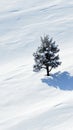 Lone Tree Casting Shadow on Snow Royalty Free Stock Photo