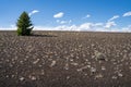 Lone tree on a cinder cone volcanic rock formation in Craters of the Moon National Monument in Idaho Royalty Free Stock Photo