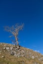 Lone tree clinging to the hillside against a clear blue sky