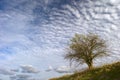 Lone tree and clouds Royalty Free Stock Photo