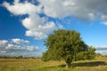 Lone tree and clouds Royalty Free Stock Photo
