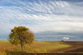 Lone tree and clouds Royalty Free Stock Photo