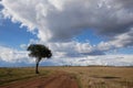 Lone tree and cloudy skies Royalty Free Stock Photo