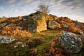 Lone Tree in Corby\'s Crags Royalty Free Stock Photo