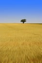 Lone tree in corn field Royalty Free Stock Photo