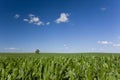 Lone tree in corn field Royalty Free Stock Photo