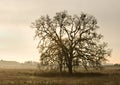 Lone tree in countryside Royalty Free Stock Photo