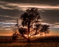 Lone Tree in the Countryside Royalty Free Stock Photo