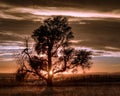 Lone Tree in the Countryside Royalty Free Stock Photo