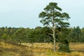 Lone tree in Wolverton Park in West Norfolk