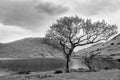 Lone tree at Crummock Water