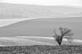 Lone tree in Czech Moravia hills. Arable lands in spring Royalty Free Stock Photo