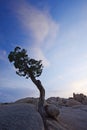 Lone tree in desert Royalty Free Stock Photo