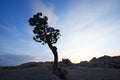 lone tree in desert Royalty Free Stock Photo