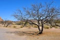 Lone Tree - Desert Terrain Mountain Rocks against a bright Blue Cloudless Sky Royalty Free Stock Photo