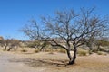 Lone Tree - Desert Terrain Mountain Rocks against a bright Blue Cloudless Sky Royalty Free Stock Photo