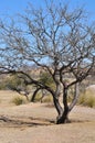 Lone Tree - Desert Terrain Mountain Rocks against a bright Blue Cloudless Sky Royalty Free Stock Photo