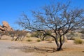 Lone Tree - Desert Terrain Mountain Rocks against a bright Blue Cloudless Sky Royalty Free Stock Photo