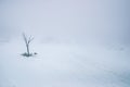 A lone tree in a desolate snowscape, bleak, foggy and void of life