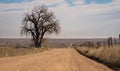 Lone tree by dirt road Royalty Free Stock Photo