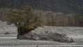 Lone tree in a dry riverbed Royalty Free Stock Photo