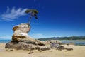 Lone tree eking out a living in Abel Tasman National Park, New Zealand Royalty Free Stock Photo