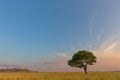 Lone tree at Ezemvelo NR Royalty Free Stock Photo