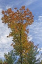 Lone Tree in the Fall