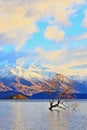 The Lone Tree Famous Lake Wanaka Landmark Royalty Free Stock Photo