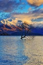 The Lone Tree Famous Lake Wanaka Landmark Royalty Free Stock Photo