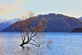 The Lone Tree Famous Lake Wanaka Landmark Royalty Free Stock Photo