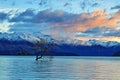 The Lone Tree Famous Lake Wanaka Landmark Royalty Free Stock Photo