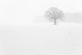 Lone Tree in a Farm Field in a Winter Snow Storm Royalty Free Stock Photo