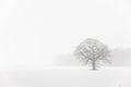 Lone Tree in a Farm Field in a Winter Snow Storm Royalty Free Stock Photo