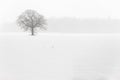 Lone Tree in a Farm Field in a Winter Snow Storm Royalty Free Stock Photo