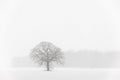 Lone Tree in a Farm Field in a Winter Snow Storm Royalty Free Stock Photo