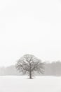 Lone Tree in a Farm Field in a Winter Snow Storm Royalty Free Stock Photo