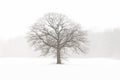 Lone Tree in a Farm Field in a Winter Snow Storm Royalty Free Stock Photo