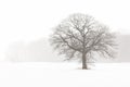 Lone Tree in a Farm Field in a Winter Snow Storm Royalty Free Stock Photo