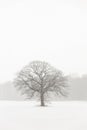 Lone Tree in a Farm Field in a Winter Snow Storm Royalty Free Stock Photo