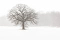 Lone Tree in a Farm Field in a Winter Snow Storm Royalty Free Stock Photo