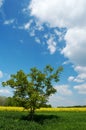 Lone tree in a field Royalty Free Stock Photo