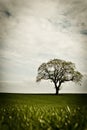 Lone tree in field Royalty Free Stock Photo